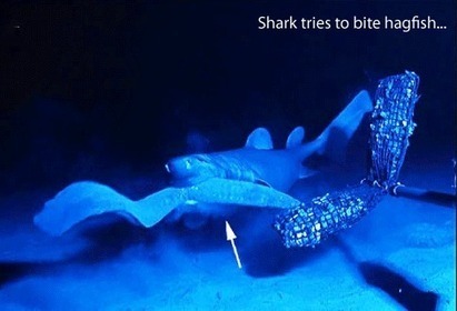 Unique shark defense - hagfish can choke sharks with slime | Amazing Science | Scoop.it