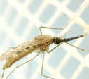 Paludisme : des moustiques vecteurs en perpétuelle adaptation - Institut de recherche pour le développement (IRD) | EntomoNews | Scoop.it