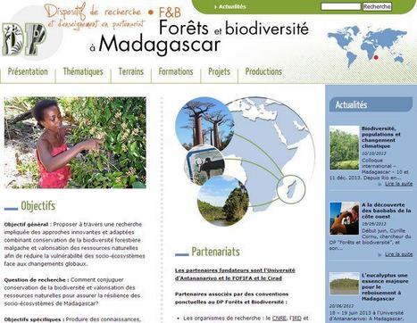 Le site Internet "Forêts et Biodiversités à Madagascar" | Insect Archive | Scoop.it