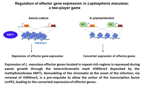 Un double contrôle, chromatinien et transcriptionnel, permet une expression concertée d’effecteurs du champignon Leptosphaeria maculans au cours de l’infection du colza | Plant Sciences | Scoop.it