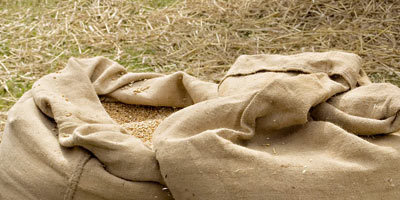 Semences certifiées de céréales : le Maroc sécurise 1.2 million de quintaux pour la campagne 2012-2013 - La Vie Eco | Agriculture et Alimentation Durable Méditerranéenne | Scoop.it
