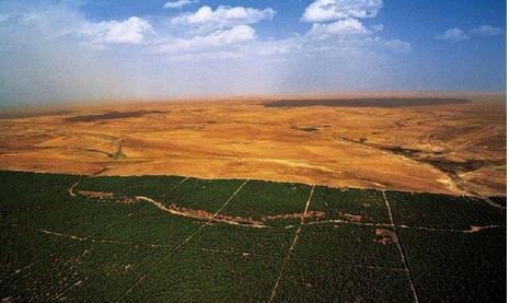 Alg&eacute;rie : Un programme pour la r&eacute;habilitation du barrage vert &agrave; travers 30 wilayas - APS | Gestion Durable des Ressources | Scoop.it