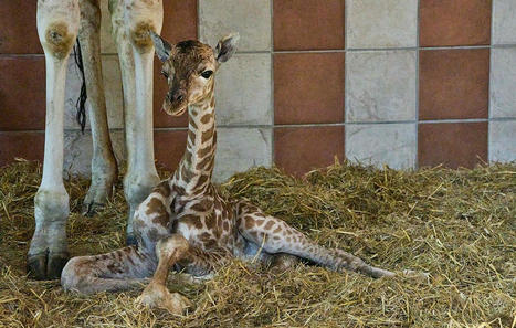 Charente-Maritime : Un girafon nommé Gustave est né au zoo de la Palmyre | Biodiversité - @ZEHUB on Twitter | Scoop.it