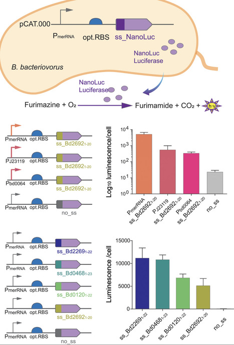 A molecular toolbox to modulate gene expression and protein secretion in the bacterial predator Bdellovibrio bacteriovorus | plos | RMH | Scoop.it