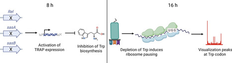 The stringent response does not influence ribosome pausing in Bacillus subtilis | nar | RMH | Scoop.it