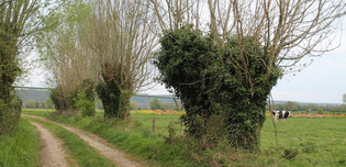 Notre-Dame-de-Bliquetuit. A l'Ethnothèque, des arbres emblématiques | Une semaine d'actu - Newsletter de veille de l'AURH | Scoop.it