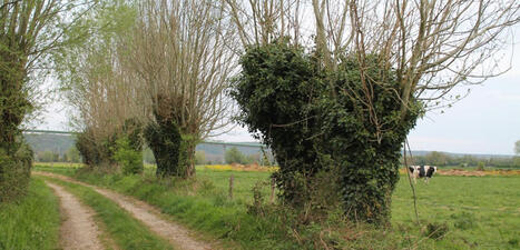 Notre-Dame-de-Bliquetuit. A l'Ethnothèque, des arbres emblématiques | Une semaine d'actu - Newsletter de veille de l'AURH | Scoop.it