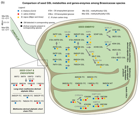 Multi-omic analyses unveil contrasting composition and spatial distribution of specialized metabolites in seeds of Camelina sativa and other Brassicaceae | SEED-DREAM Lab info | Scoop.it