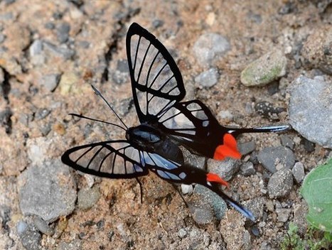 Butterfly World Project | Insect Archive | Scoop.it