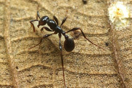 Les mouches sans ailes, ni pattes, déguisées en bébés fourmis | EntomoScience | Scoop.it