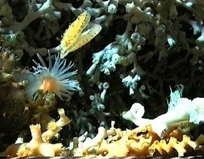 Cartographier les coraux profonds de l'Atlantique pour mieux les protéger | Biodiversité - @ZEHUB on Twitter | Scoop.it