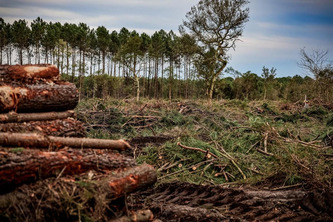 N&eacute;matode du pin&nbsp;: une plainte d&eacute;pos&eacute;e pour demander une enqu&ecirc;te sur l&rsquo;origine de l&rsquo;arriv&eacute;e du ver dans les Landes | Landes - Conseils municipaux & communautaires | Scoop.it