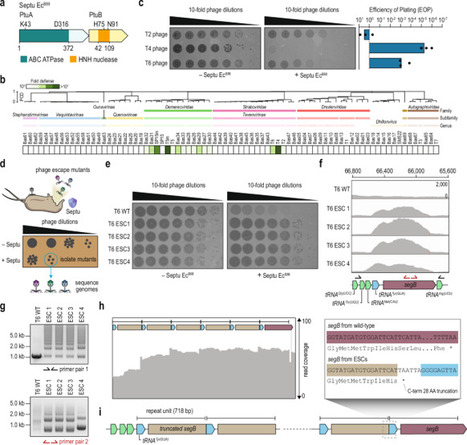 Phage homing endonuclease amplifies anti-defense genes to evade bacterial immunity | Ncm | RMH | Scoop.it