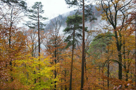 Au moins un tiers des espèces d’arbres européennes inadaptées au réchauffement climatique | Changement climatique & Biodiversité | Scoop.it