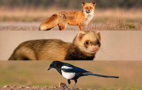 Renard, belette, pie bavarde&hellip; Pourquoi ces esp&egrave;ces peuvent &ecirc;tre chass&eacute;es ou captur&eacute;es toute l&rsquo;ann&eacute;e&nbsp;? | Biodiversit&eacute; - @ZEHUB on Twitter | Scoop.it