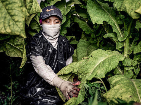 Des adolescents en danger dans des plantations de tabac américaines | Phytosanitaires et pesticides | Scoop.it