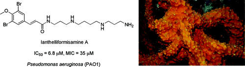 Ianthelliformisamines A&ndash;C, Antibacterial Bromotyrosine-Derived Metabolites from the Marine Sponge Suberea ianthelliformis | Natural Products Chemistry Breaking News | Scoop.it