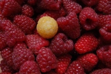 Analyse du processus de transformation des micronutriments des framboises en molécules ayant des bienfaits sur la santé | IPCI : Ingénierie de Produits à l'interface Cuisine-Industrie | Scoop.it