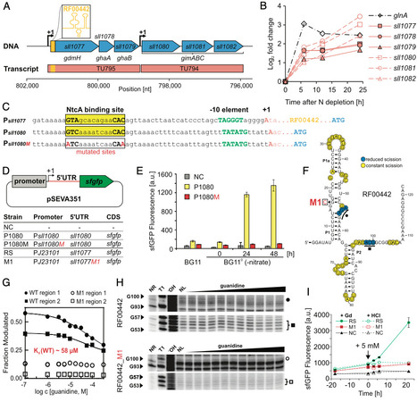 Deciphering guanidine assimilation and riboswitch-based gene regulation in cyanobacteria for synthetic biology applications | pnas | RMH | Scoop.it