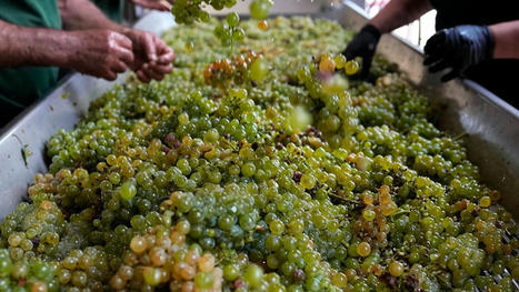 Worst wine harvest in 62 years blamed on &lsquo;extreme&rsquo; weather and climate change | Euronews | Operation Deimos | Scoop.it