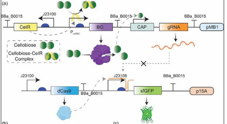 Engineering a Glucose-Inducible Whole-Cell Biosensor via CRISPRi-Based Promoter Reprogramming | brvme | RMH | Scoop.it
