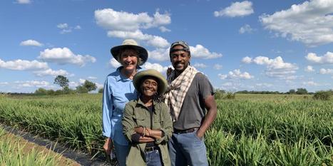 USA: Black Farmers Are Taking the Lead in Regenerative, Organic Specialty Rice | SRI Global News: February - April 2024 **sririce -- System of Rice Intensification | Scoop.it