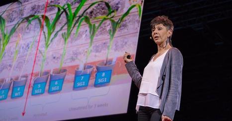 How we can make crops survive without water | The Health Report | Scoop.it