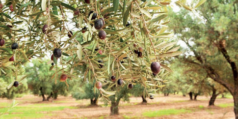 FRANCE : L&rsquo;huile d&rsquo;olive, une opportunit&eacute; &eacute;conomique pour les agriculteurs fran&ccedil;ais ?&nbsp; | CIHEAM Press Review | Scoop.it