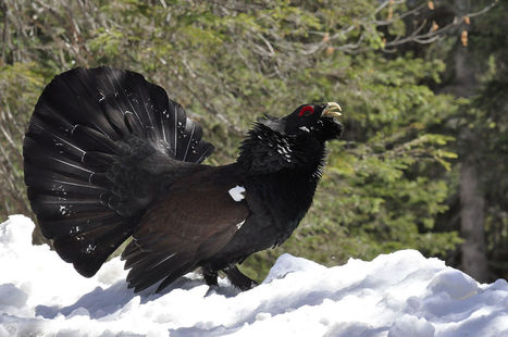 La chasse au grand tétras sur le net | Vallées d'Aure & Louron - Pyrénées | Scoop.it