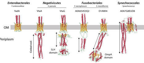 Global analysis of trimeric autotransporters reveals phylogenetically restricted secretion mechanism adaptations | brvm | RMH | Scoop.it