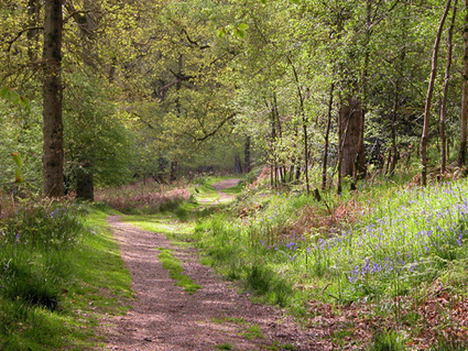 THE FOREST OF DEAN UNDER THREAT ONCE MORE | Ecosystèmes Tropicaux | Scoop.it