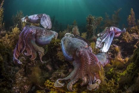 In changing oceans, cephalopods are booming | Amazing Science | Scoop.it