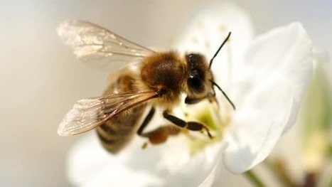 Une &eacute;tude qu&eacute;b&eacute;coise illustre l&rsquo;effet des pesticides &laquo;&nbsp;tueurs d&rsquo;abeilles&nbsp;&raquo; sur les femmes | EntomoNews | Scoop.it