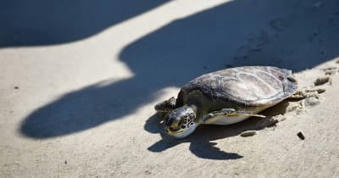 Baby sea turtles are baking under the South Florida sun, new study suggests - Miami Herald | Agents of Behemoth | Scoop.it