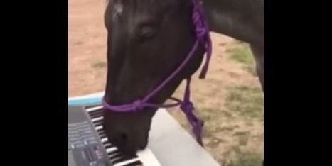Un cheval qui joue du piano debout | Salon du Cheval | Scoop.it