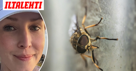 Kammotauti voikin iske&auml; yll&auml;tt&auml;en: &rdquo;Tartunta on mahdollinen&rdquo; | Lehti | Scoop.it