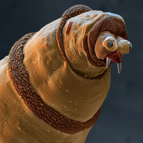Photos of the Amazing and Gruesome World Under a Microscope | Everything Photographic | Scoop.it