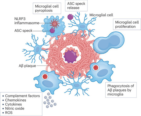 Neuroinflammation in Alzheimer disease | Nature Reviews Immunology | NeuroImmunology | Scoop.it