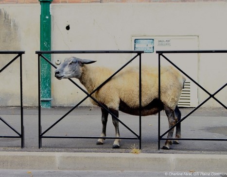 Revue Sur-Mesure | Du développement durable à la trame verte et bleue : une genèse de l'écosystème urbain | ESPACES VEGETALISES URBAINS | Scoop.it