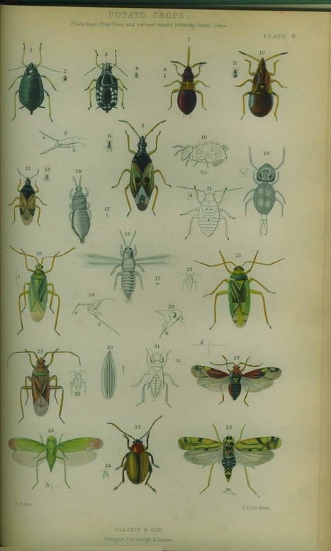 L’entomologie pour l’éducation | Insect Archive | Scoop.it