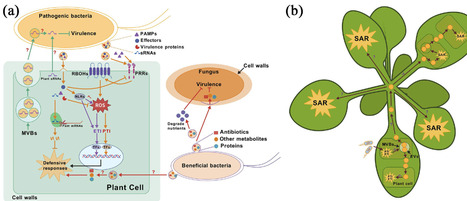 The Overlooked Roles of Extracellular Vesicles in Plant-Microbe Interactions | pce | RMH | Scoop.it