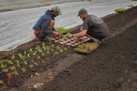 Is agroecology finally on the political agenda? | Sustain | Agroecologie et Systèmes Alimentaires Durables | Scoop.it