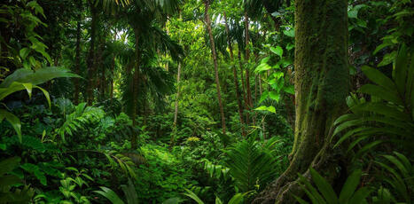 Tropical forests can switch from carbon sinks to carbon sources during El Ni&ntilde;o | &Eacute;cosyst&egrave;mes Tropicaux | Scoop.it