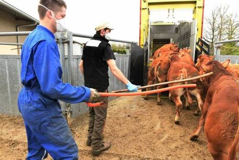 Le groupe coopératif Capel reste actif auprès des agriculteurs en Corrèze | Actualité Bétail | Scoop.it