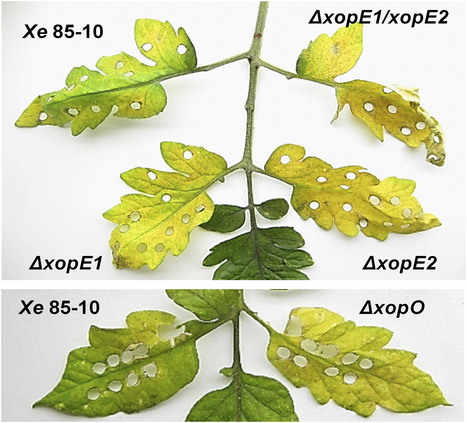 MPMI: Tomato 14-3-3 Proteins Are Required for Xv3 Disease Resistance and Interact with a Subset of Xanthomonas euvesicatoria Effectors (2018) | Plants and Microbes | Scoop.it