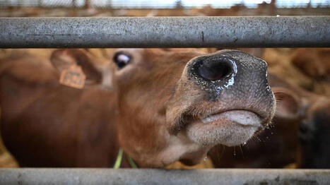 Ils transformaient le lait en yaourts et fromages blancs&nbsp;: Trem&rsquo;Lait stoppe son activit&eacute; pr&egrave;s de Cholet - Ouest France [Abonn&eacute;s] | Agriculture en Pays de la Loire | Scoop.it