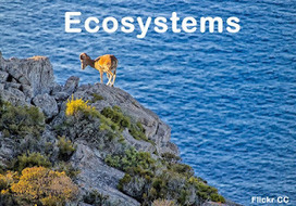 Ecosystems #science CCNN | CLIL Didactic Units | Scoop.it