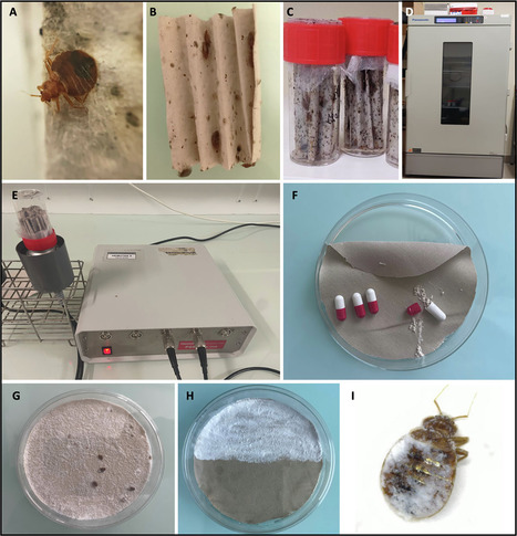 Lutte contre les punaises de lit avec des poudres : comparaison de l’efficacité du dioxyde de silicium, de la terre de diatomée et de la terre de Sommières | EntomoNews | Scoop.it