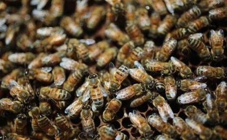 Aux Etats-Unis cet hiver, pr&egrave;s d'un tiers des abeilles ont &eacute;t&eacute; d&eacute;cim&eacute;es | EntomoNews | Scoop.it