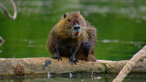 Majavan l&auml;hikuva: Todista luonnon ovelia insin&ouml;&ouml;rej&auml; | Watch | 1Uutiset - Lukemisen t&auml;hden | Scoop.it
